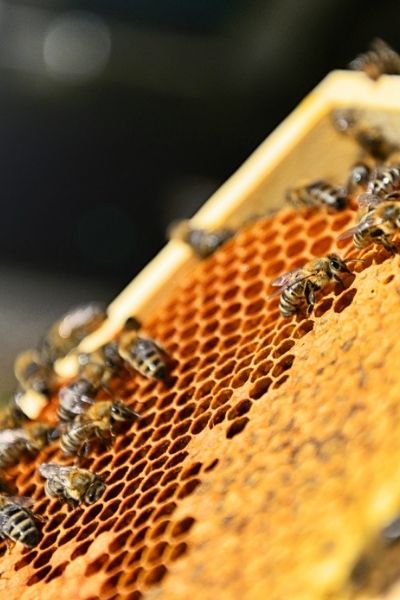 Bees on a honeycomb